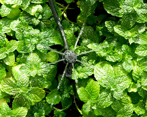 Mikrosprinkler-Bewässerung: Beginn einer neuen Ära effizienter wassersparender Bewässerung