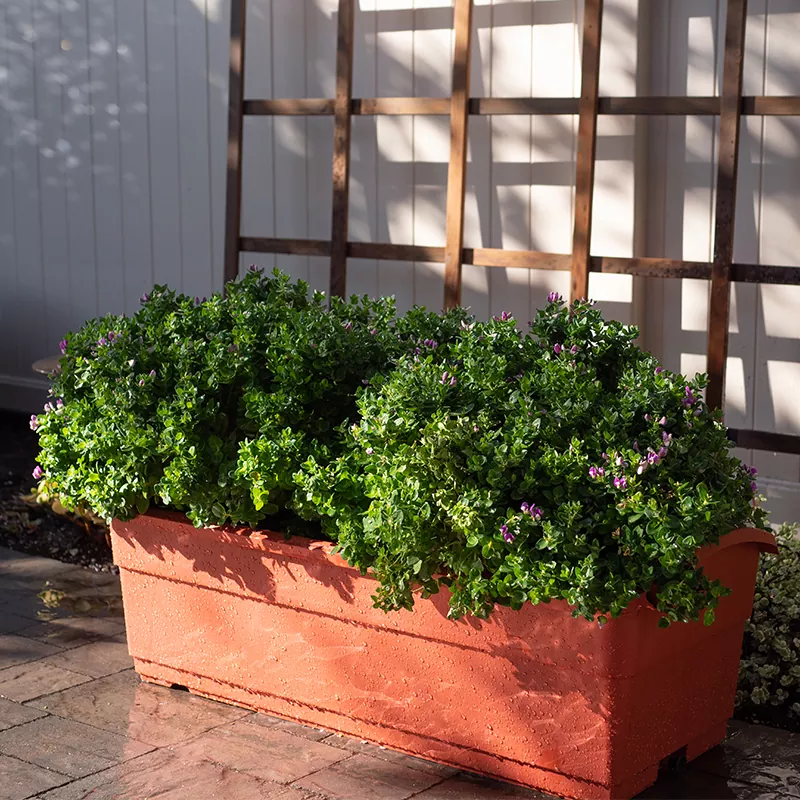 Selbstbewässernder Hobel mit 30 l Fassungsvermögen