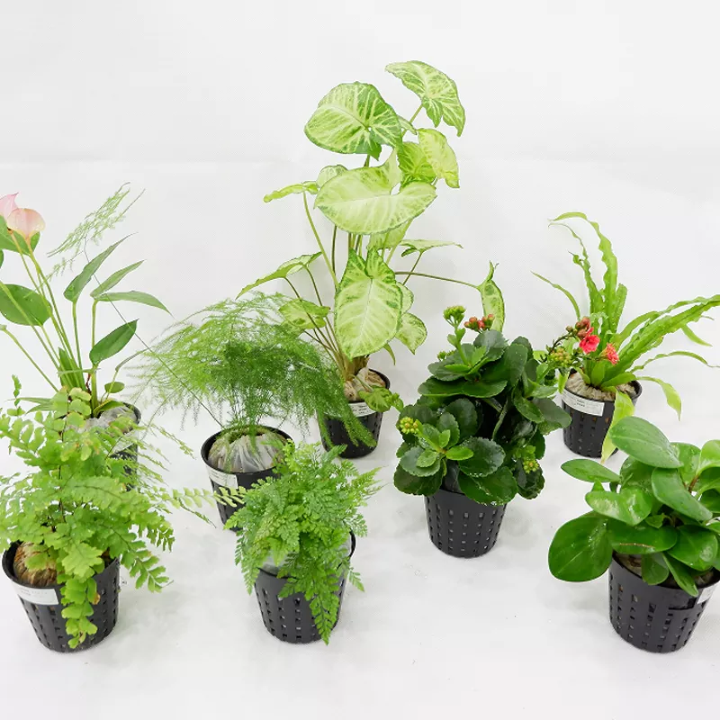 Innenpflanzgefäß aus PP-Material, 7,6 cm